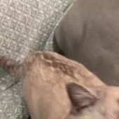 КотикМяукает.webm