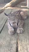 РысьМяукает.webm