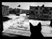 1587837198637.mp4