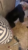 15728056514500.webm