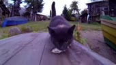 15600377233260.webm