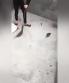15525259837910.webm