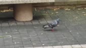 15856618671170.mp4