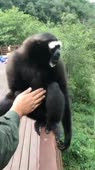15876460077561.webm