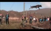 Dog Spinning in Brodilovo,Bulgaria. (Animal cruelty) [RGkb6[...].mp4