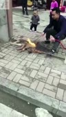 hotdoggo.webm