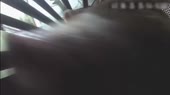 Методы гуманного забоя на западе.mp4