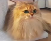 15723606498001.webm