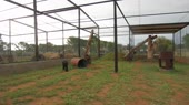 черный леопард рад.webm