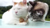 2котаулитка.webm