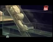 15521518413201.webm