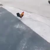 4ch.mp4