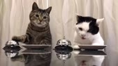 15519649287680.webm