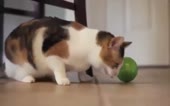 15489304710370.mp4