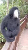 15606384268380.webm