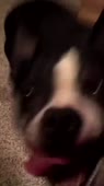 15625815177501.webm