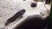 15627300086491.mp4