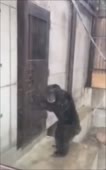 абу.webm