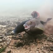 15799003660040.mp4