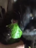15828355194912.mp4