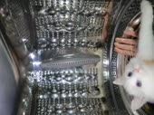 cat space.webm