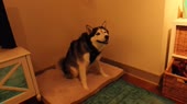 explosive husky.webm