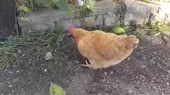 15899996990990.webm