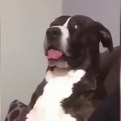 15695191046420.mp4