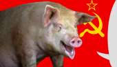 commpig.jpg