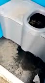чел залез в толчок.mp4