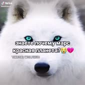 video-XkT4N.mp4