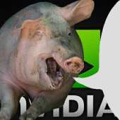 nvidia свинья.png