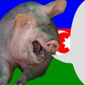 азербайджанская свинья.jpg
