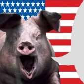 американская свинья.png