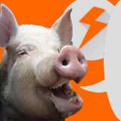 двачевская свинья 2.png