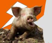 двачевская свинья.png