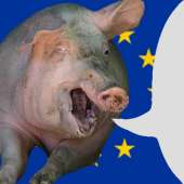 европейская свинья.jpg