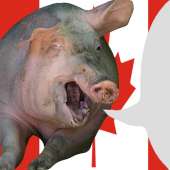 канадская свинья.jpg