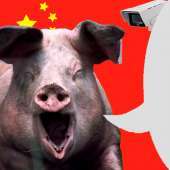 китайская свинья.jpg