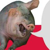 польская свинья.png