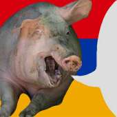 румынская свинья.png