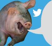 твиттерная свинья.jpg
