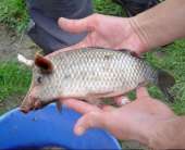 Оригинал швайнокарася.png