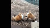 laughter-mad-foxes-15064617996900.webm