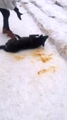Отравление собак в г. Каменки Пензенской области..mp4