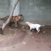 Котик против блоховоза.mp4
