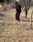 Стая котов напала на собаку.mp4