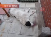 Убил собаку.mp4