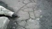В Донецкой области травят собак (видео +18).mp4