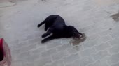 Предсмертные муки жертвы догхантеров в Ро.mp4